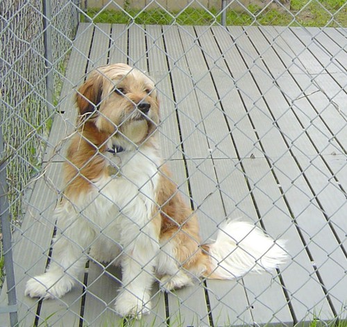 100 kennel deck - kd,